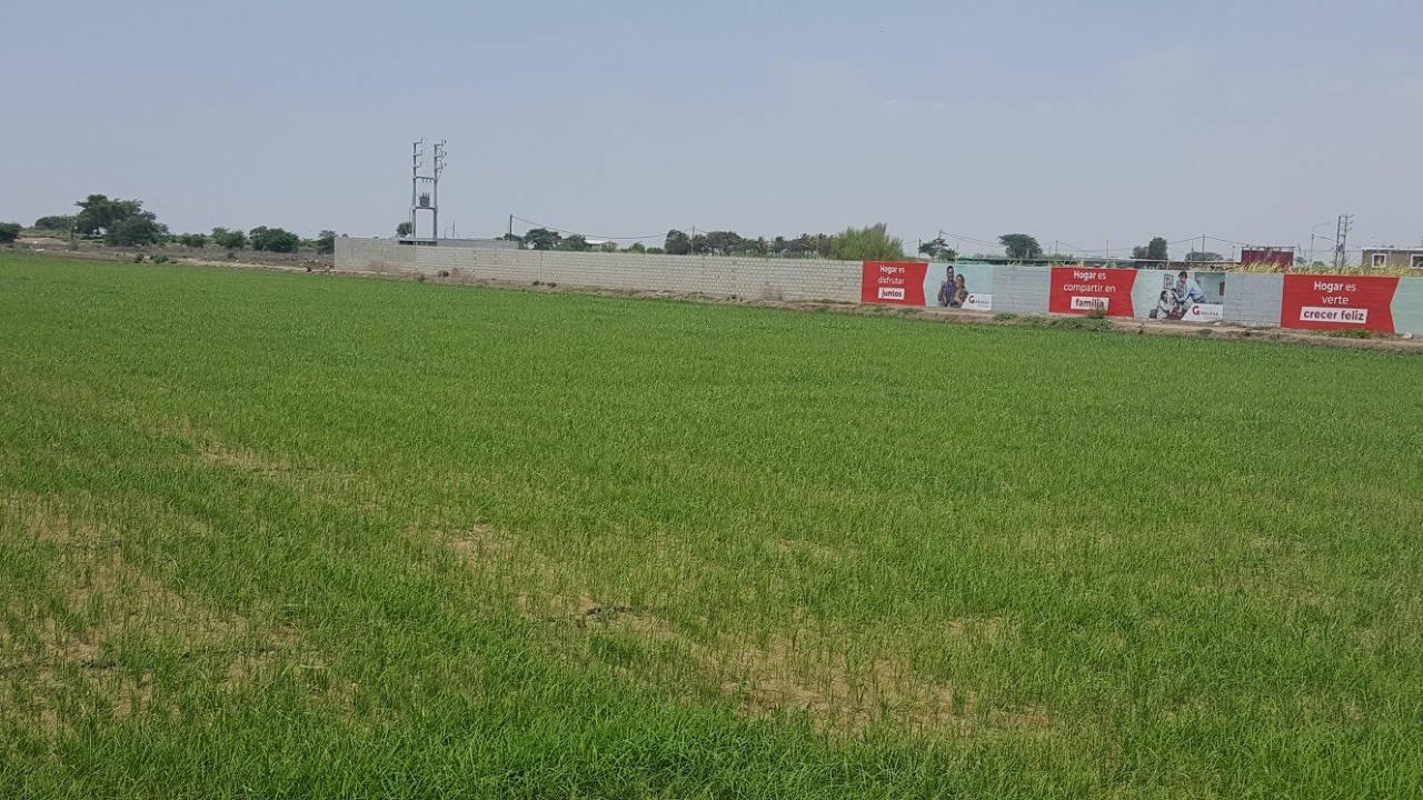 VENTA: TERRENO 6.22 HAS FILO DE PISTA CARRETERA CHICLAYO-FERREÑAFE